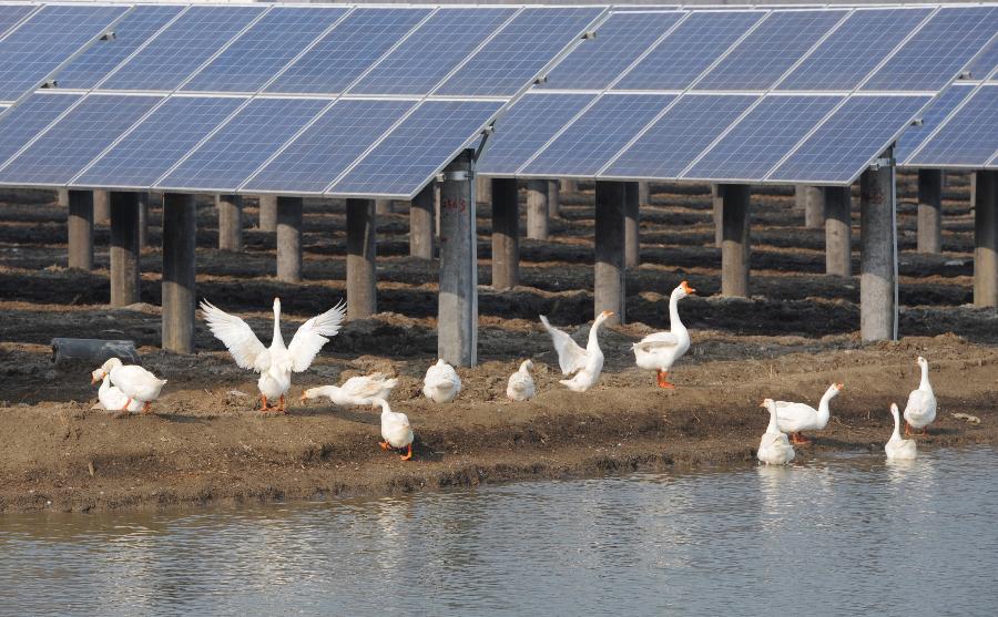 #（經濟）（2）江蘇首座“漁光互補”光伏電站并網發電