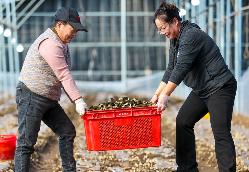 中宏網山東2月25日電 眼下，山東省青島萊西市夏格莊鎮的羊肚菌種植迎來豐收季，種植戶們在大棚里忙著采收，通過線上線下相結合的銷售模式，供應各地市場。（攝影 張進剛）