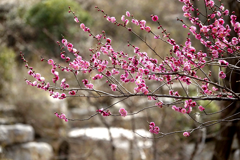 中宏網山東3月13日電 3月12日，濟南佛慧山的紅梅與白梅競相綻放，吸引了眾多市民和游客前來觀賞、拍攝。（攝影 崔鵬森）