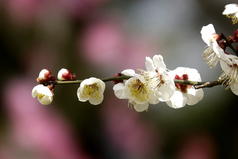 山間梅香四溢，紅白相間的花朵在春風(fēng)中搖曳，構(gòu)成了一幅美麗的春日畫卷。