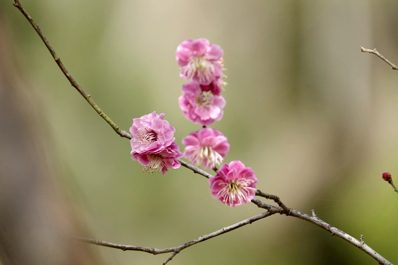 3月12日，濟南佛慧山的紅梅與白梅競相綻放，吸引了眾多市民和游客前來觀賞、拍攝。