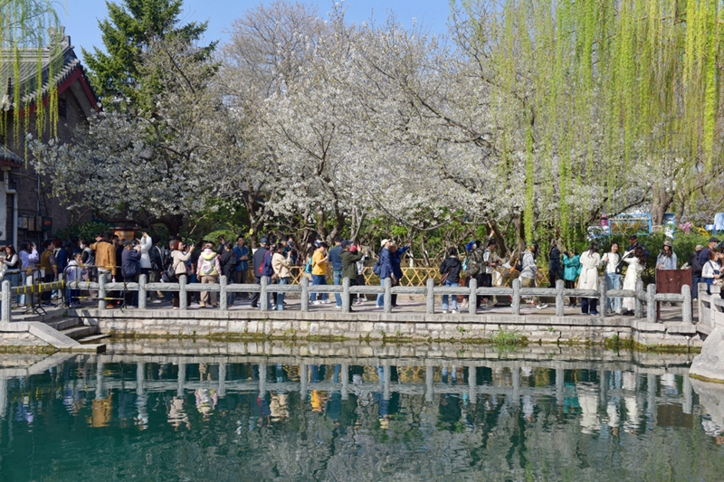 天氣回暖，五龍潭公園內碧水盈波，櫻花初綻，市民游客紛紛駐足觀賞，用鏡頭記錄潭水映花的浪漫景致。開幕式上，櫻花主題舞蹈、中西樂器合奏等精彩節目輪番上演。