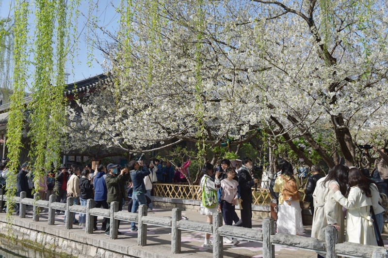 2025年是提振消費年，濟南文旅集團積極創新消費場景，豐富春日賞花文化體驗，積極探索“賞花+非遺”“賞花+市集”“賞花+妝造”等春季文旅消費新模式。櫻花主題市集上，非遺好物、文創手作等特色攤位人頭攢動，帶來極具傳統文化魅力和趣味十足的互動體驗。櫻花茶飲、櫻花冰淇淋、櫻花甜點等特色產品呈現獨屬于春天的味蕾體驗。